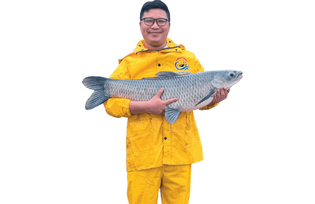 Quản lý chất lượng nước hiệu quả trong ao nuôi cá tra giúp đảm bảo sức khỏe và tốc độ tăng trưởng tối ưu.